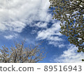 sky, botanic, botanical 89516943