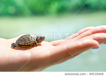 Small sea turtle Small sea turtle 89516948