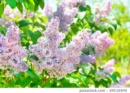 Branch lilac flowers in bush Branch lilac flowers in bush 89516949