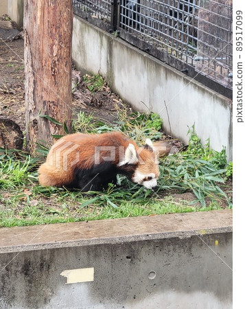 Redess panda in a meal 89517099