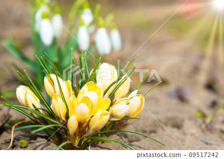 Crocus and snowdrops spring flowers 89517242