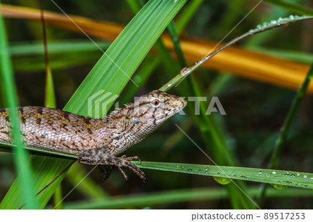 Chameleon in grass wild green Chameleon in grass wild green 89517253