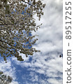 tree, bird, birds 89517255