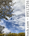 cherry blossom, cherry tree, botanic 89517256