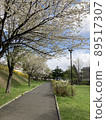 cherry blossom, cherry tree, avenues 89517307