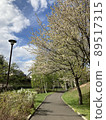 cherry blossom, cherry tree, bloom 89517315