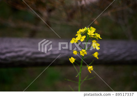強姦一輪開花 強姦一輪開花 89517337