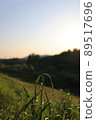 Dusk vegetation 89517696