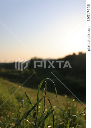 Dusk vegetation Dusk vegetation 89517696