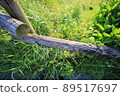 Overgrown plants 89517697