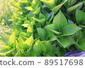 Plants exposed to a lot of sunlight 89517698