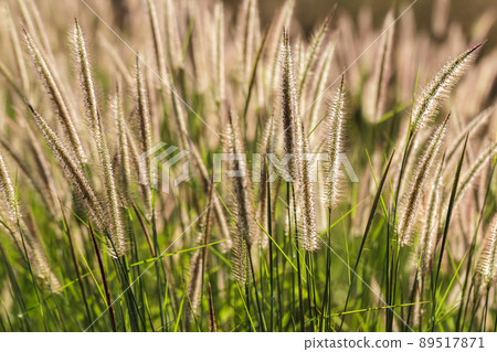 grass flowers tropical of beautiful 89517871