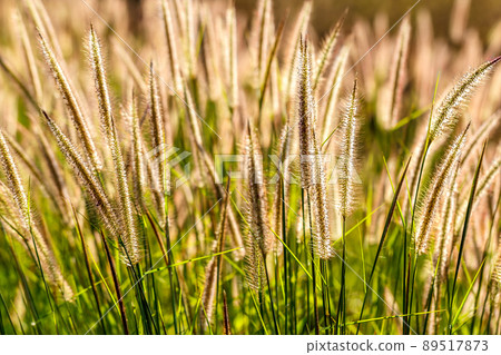 grass flowers tropical of beautiful 89517873