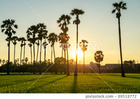 sugar palm trees and paddy rice field at sunset with light shade 89518772