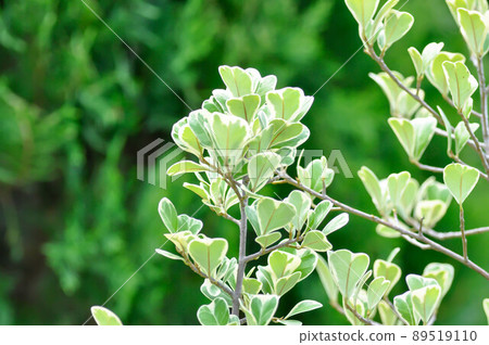 Mistletoe Fig, Mistletoe Rubber Plant or Ficus deltoidea Mistletoe Fig, Mistletoe Rubber Plant or Ficus deltoidea 89519110