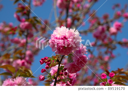 Yae Sakura Pink 89519170