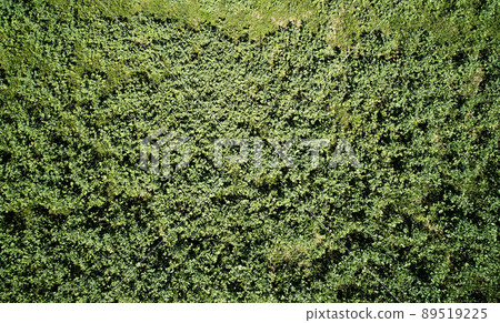 Green grass empty field 89519225