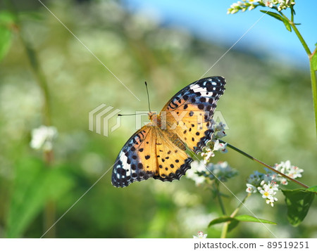 Female Indian Fritillary butterflies perching on white flowering plants in nature Female Indian Fritillary butterflies perching on white flowering plants in nature 89519251