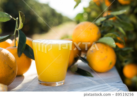 orange juice and oranges on table in orchard orange juice and oranges on table in orchard 89519256