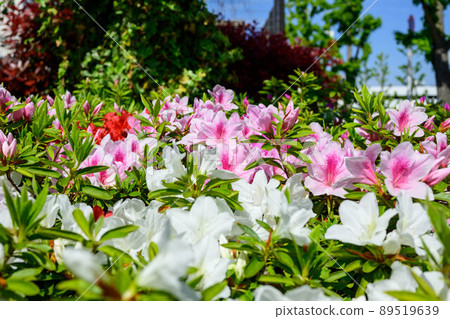 2022 azalea 2022 azalea 89519639