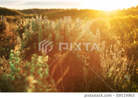 Sunny meadow Sunny meadow 89519963