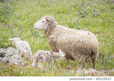 Sheep with their young with a few days of life Sheep with their young with a few days of life 89520033