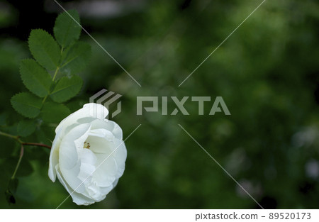 white roseship flower on a dark green background. Copy space 89520173