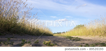 Ttrace of the hoof of the horse on the sandy road in the woods Ttrace of the hoof of the horse on the sandy road in the woods 89520193