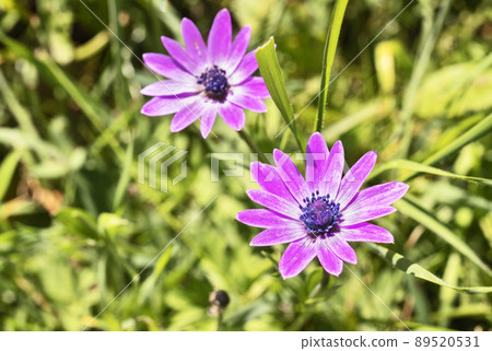 Flowers of broad leaved anemone 89520531