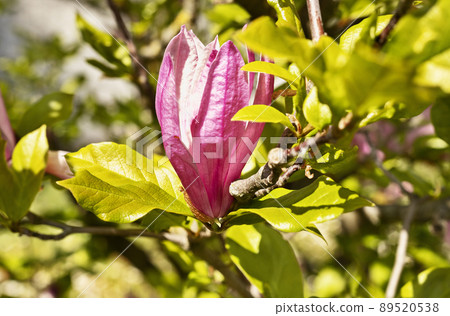 Pink magnolia bud on tree Pink magnolia bud on tree 89520538