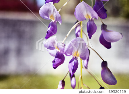 Flowers of wisteria in springime Flowers of wisteria in springime 89520539