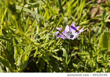 Anemone purple flowers Anemone purple flowers 89520546