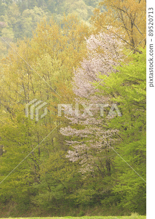 Hakushu-cho, Hokuto City, wild cherry blossoms, sprouting young leaves, mountain laughing spring 89520713