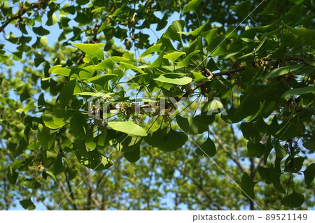 April ginkgo male flower 89521149