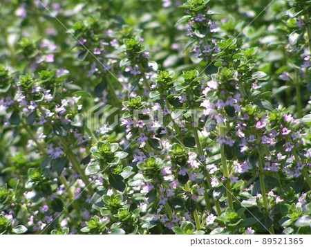 Lemon time Lemon time 89521365