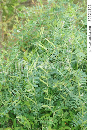 Karasuno peas 89521391