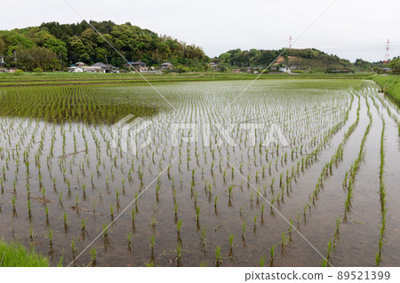 水稻種植後的稻田形象 水稻種植後的稻田形象 89521399
