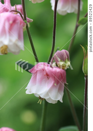 Columbine 0047 Columbine 0047 89521429