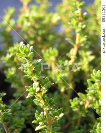 薰衣草百里香 89521502