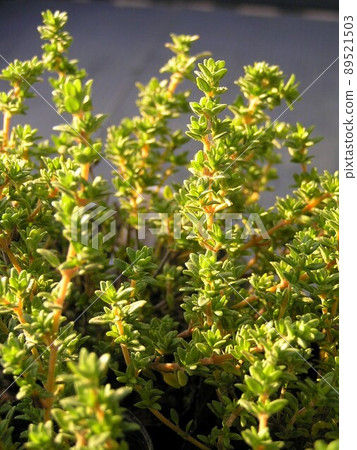 薰衣草百里香 89521503