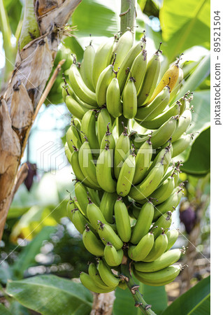 有很多未成熟的香蕉 89521504