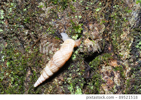 一種kisselai 一種kisselai 89521518