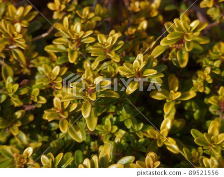 Golden lemon time Golden lemon time 89521556