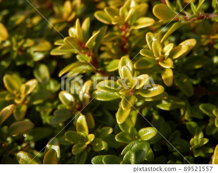 Golden lemon time 89521557