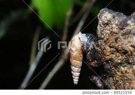 A kind of kisselai 89521558