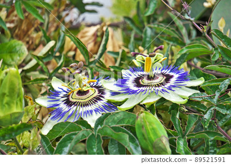 White and blue passionflower flowers (spring, April) 89521591
