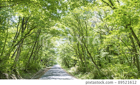 Background material: Fresh green forest park road (Oyama) Background material: Fresh green forest park road (Oyama) 89521612