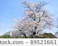櫻桃樹 89521661