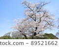 櫻桃樹 89521662