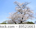 櫻桃樹 89521663